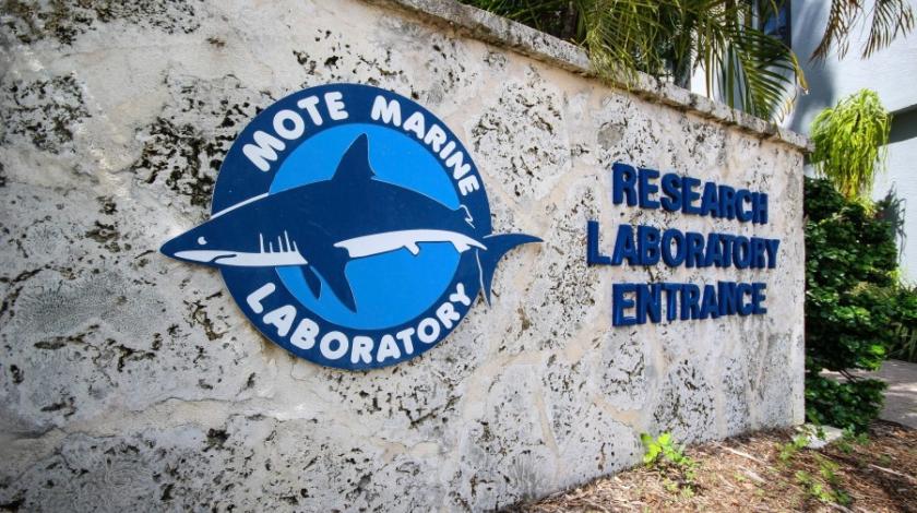 In Florida, shark catch limits are informed by data collected by Mote Marine Laboratory and Aquarium as part of the longest-running shark abundance survey in the nation.